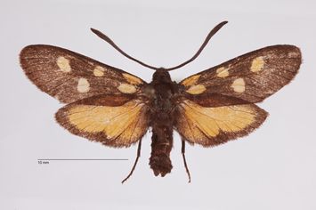 Vorschaubild Zygaena (Zygaena) angelicae ternovanensis ab. ternoflava Koch, 1938